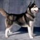 siberian husky